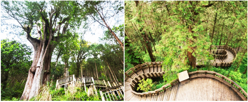 馬告神木園